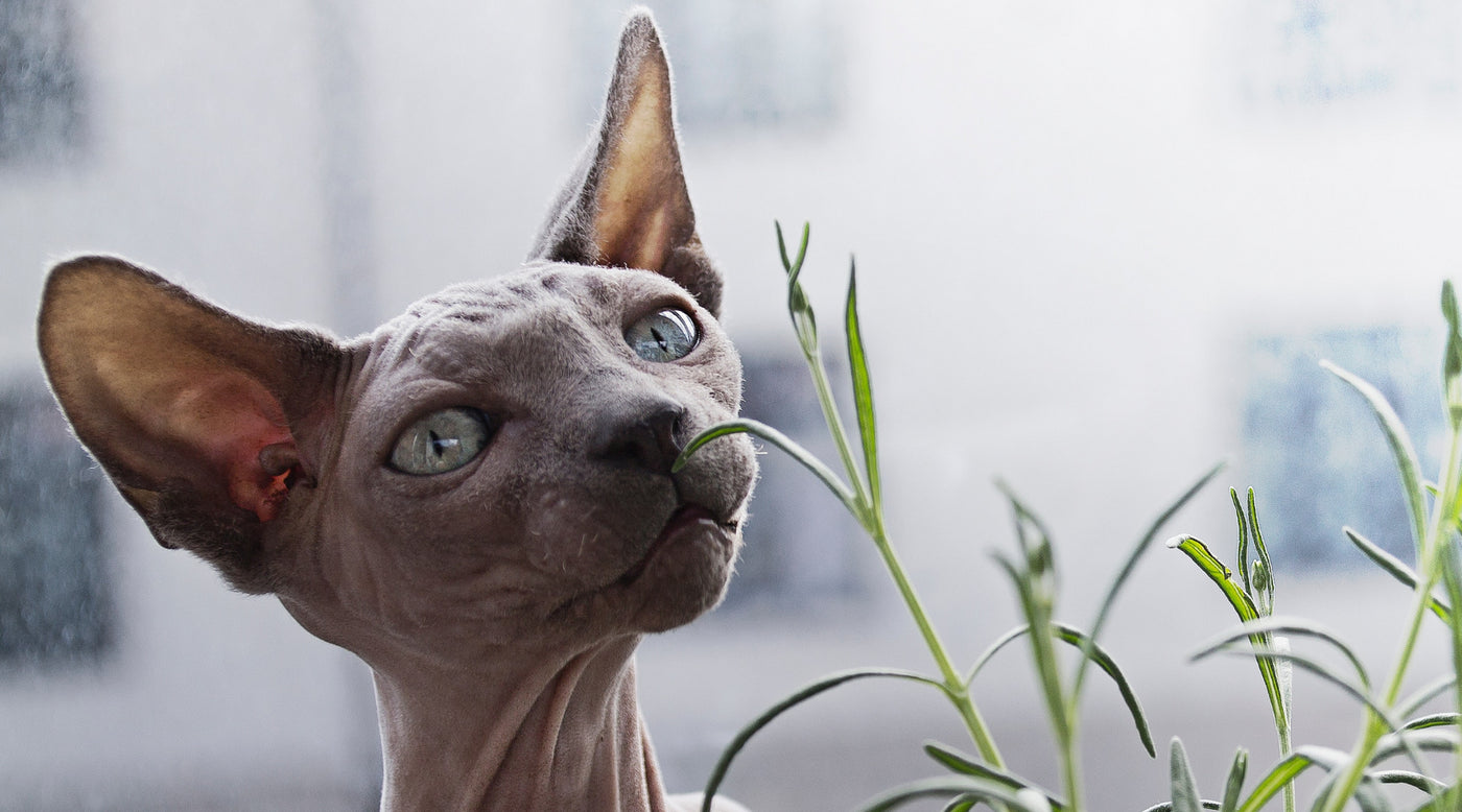 second skinn - top quality pet products